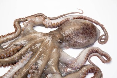 ahtapot hayvanı beyaz arka planda izole edildi