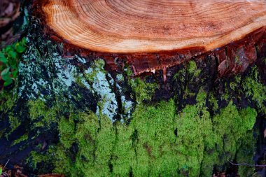 Yeşil yosunlu ağaç kabuğu dokusu, doğal arkaplan