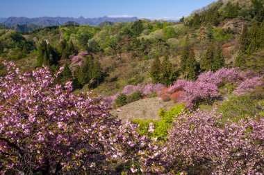 Bahar mevsiminde shirakoji tapınağındaki kiraz çiçekleri. Japonya 'daki Japonya' nın tapınaklarından biri, Japonya 'da. kiraz