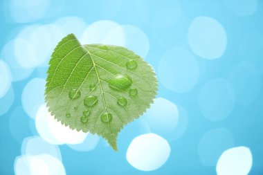 taze yeşil yaprak çiy ile damla