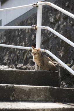 Kedi merdivenlerde oturuyor.