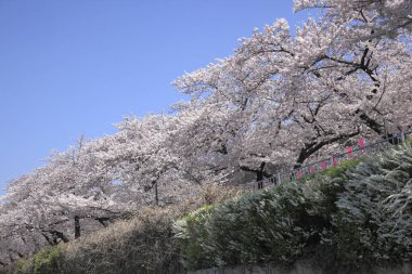 Japonya 'da kiraz çiçekleri doğada yetişir.