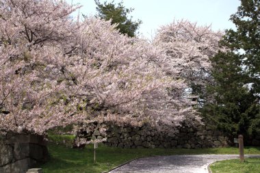 Bahar bahçesinde çiçek açan güzel ağaçlar.       