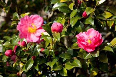 Bahçede büyüyen güzel çiçekler