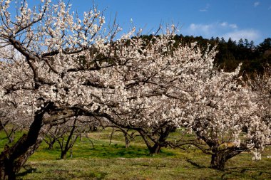 Japonya 'da kiraz çiçeği.