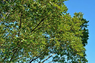Yeşil ağaçlar güneş ışığında dallanır, doğa arka planında 