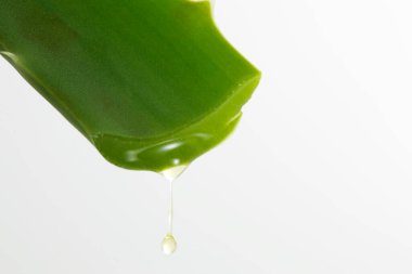 aloe vera bitkisi beyaz üzerine izole 