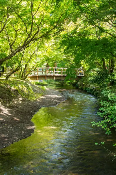 Dřevěný Most Přes Malou Řeku Zeleném Lese — Stock fotografie