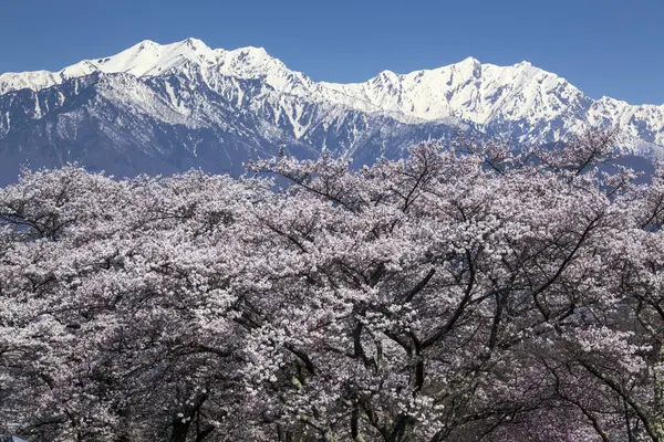 beautiful landscape with snow capped mountain in spring
