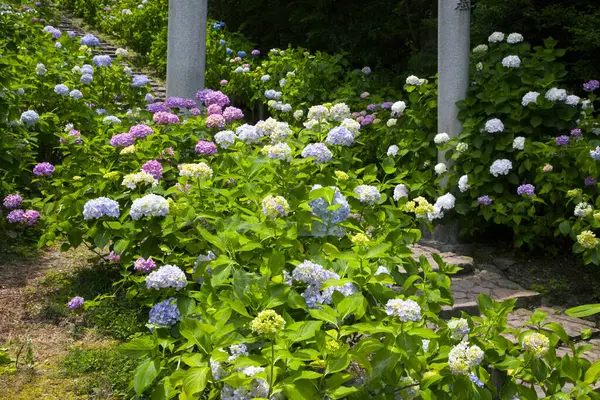 hydrangea in japan garden, japan