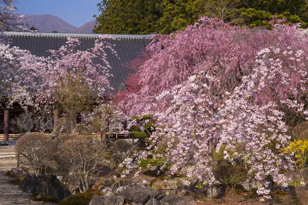 Gyönyörű Cseresznyevirág Japánban — Stock Fotó