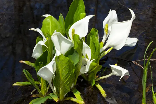 Лілії Білі Квіти Саду — стокове фото