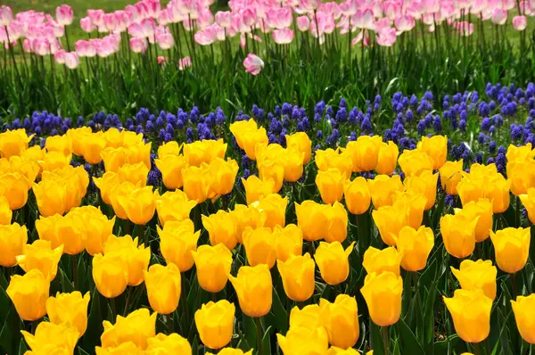 Schöne Gelbe Tulpen Einem Frühlingspark — Stockfoto