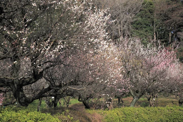 cherry blossoms in korea
