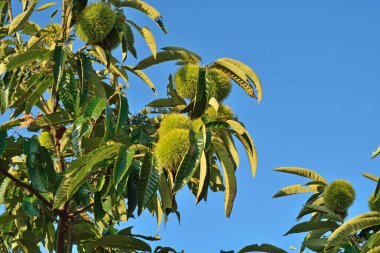 Dikenli yeşil meyveli kestane ağacı