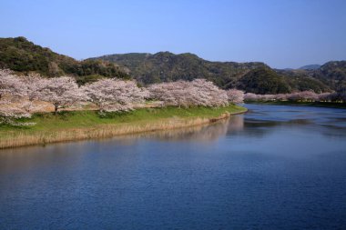 Dağlarda göl kenarında açan güzel kiraz çiçekleri. 