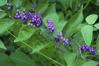 Yeşil yapraklı canlı mor meyveler.