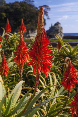 Bahçede büyüyen güzel çiçekler