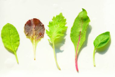 Beyaz zemin üzerinde taze yeşil yapraklar izole.