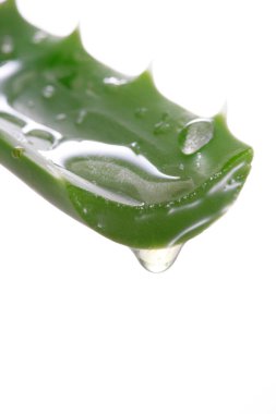 aloe vera bitkisi beyaz üzerine izole 