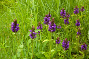 güzel çiçekler, görünümü kapatın