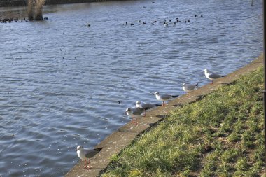 Martılar suyun yanında oturuyorlar.