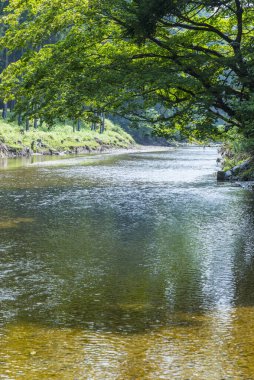 Ormandaki güzel nehir