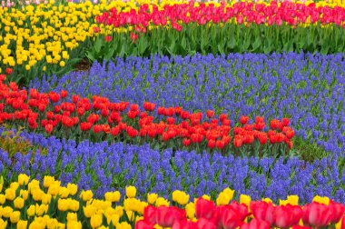 Parkta açan güzel laleler           