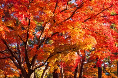 Güzel sonbahar yaprakları, Japonya 'da sonbahar bitkisi