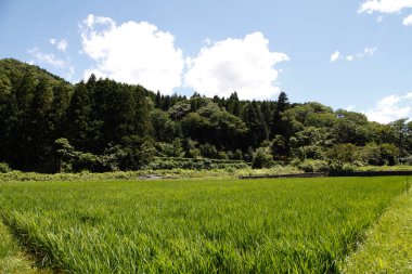 Etrafı yemyeşil ağaçlarla çevrili bir pirinç tarlası..