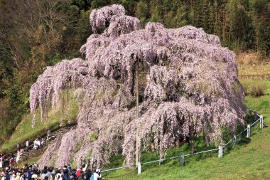 Parkın güzel manzarası