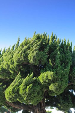 Parkta yeşil ağaçla güzel bir botanik çekimi. 