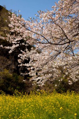 Japonya 'da kiraz çiçeği.