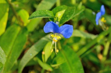 Bahçedeki güzel çiçekler