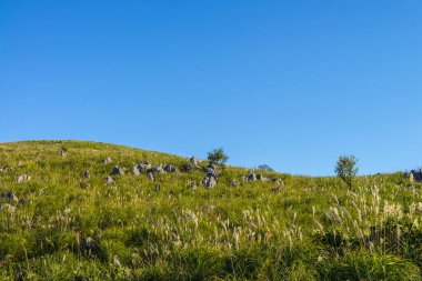 Dağlardaki yeşil çimen tarlası