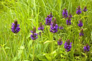 Bahçedeki güzel mor çiçekler