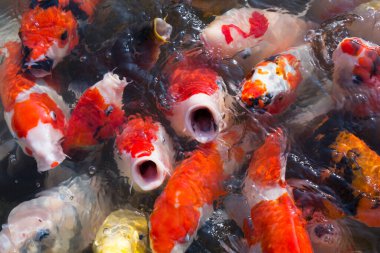 Gölde sazan balığı