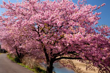 Japonya 'da kiraz çiçeği.