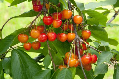 Dallarında yeşil yapraklar olan olgun kirazların yakın plan görüntüsü