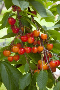 Bahçe dalında olgun tatlı kirazlar