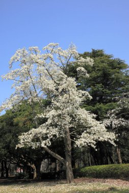 Japonya 'da kiraz çiçeği