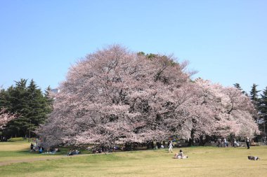 Parkta kiraz çiçekleri ve Tokyo ağaçları var.