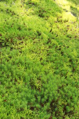 yeşil yosun dokusu arkaplanı