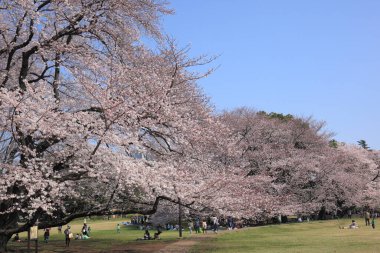 Japonya 'da kiraz çiçekleri, Tokyo, Japonya