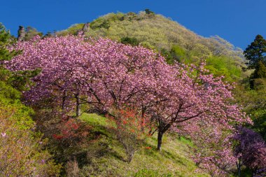 Sakura bahçesinde kiraz çiçeği, Chiang Mai, Tayland