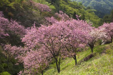 Bahar bahçesinde çiçek açan güzel ağaçlar.       