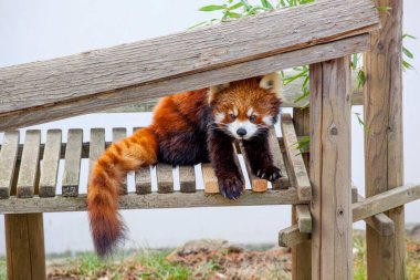 Tahta bankta dinlenen kırmızı panda