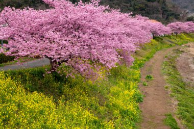 Japonya 'da kiraz çiçeği.