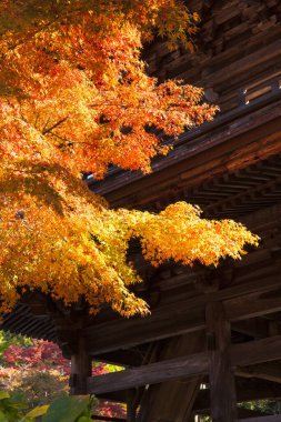 Güzel sonbahar yaprakları, Japonya 'da sonbahar bitkisi