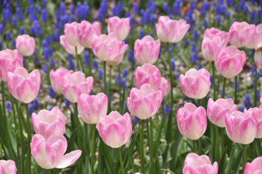 güzel çiçekler, görünümü kapatın